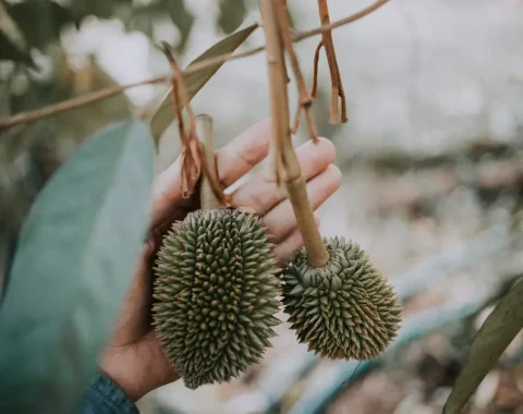 Sầu riêng Krông Pắc: Chuẩn VietGAP, Mã số vùng trồng Quốc tế