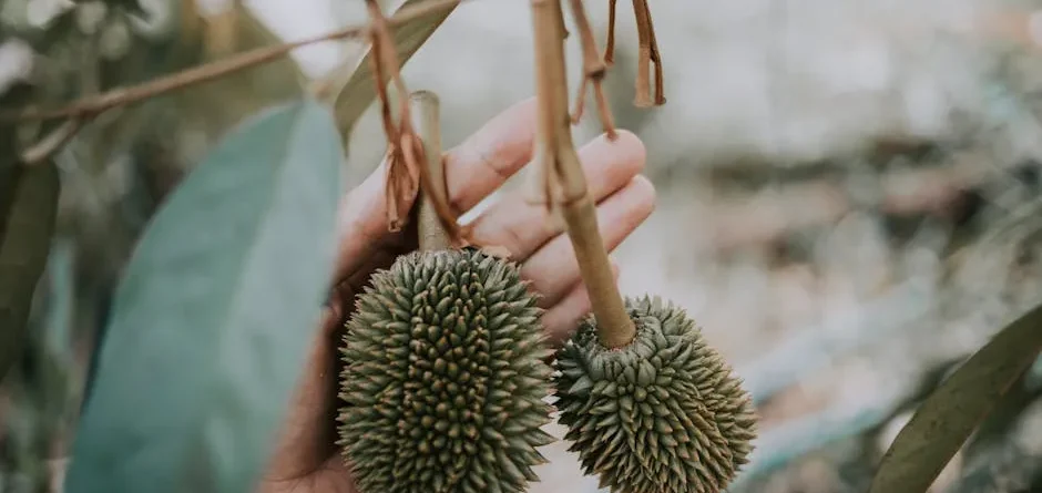 Sầu riêng Krông Pắc: Chuẩn VietGAP, Mã số vùng trồng Quốc tế