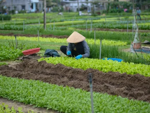 HTX Krông Pắc: Làm giàu từ sầu riêng với liên kết bền vững