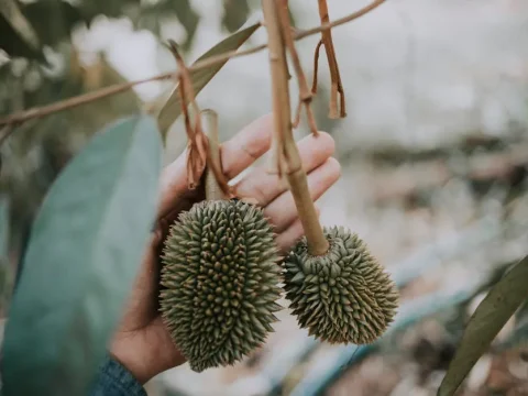 Số hóa, Chế biến Sâu Sầu Riêng Krông Pắc: Nâng Tầm Giá Trị